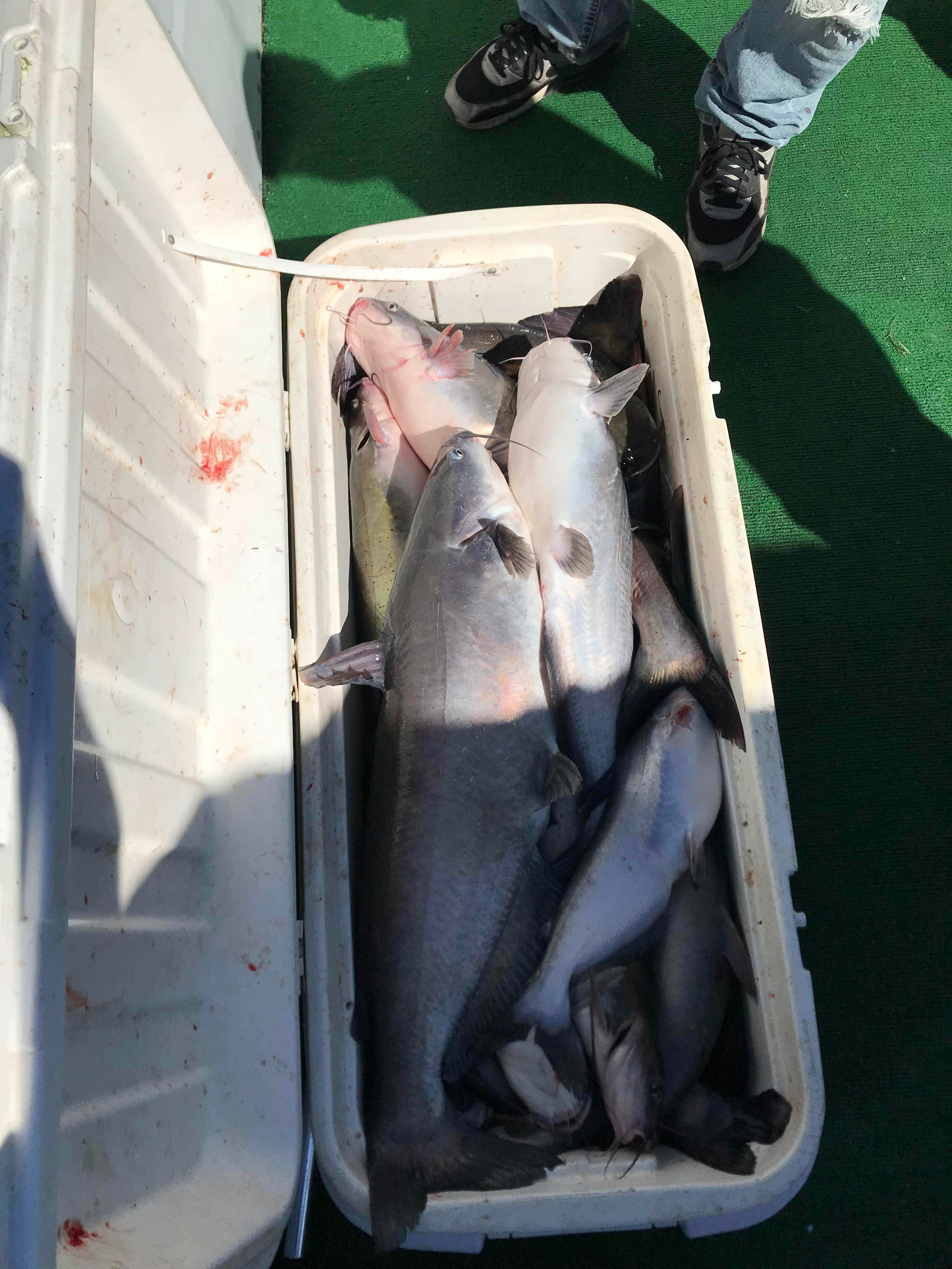 Cooler full of catfish caught on a jugline trip