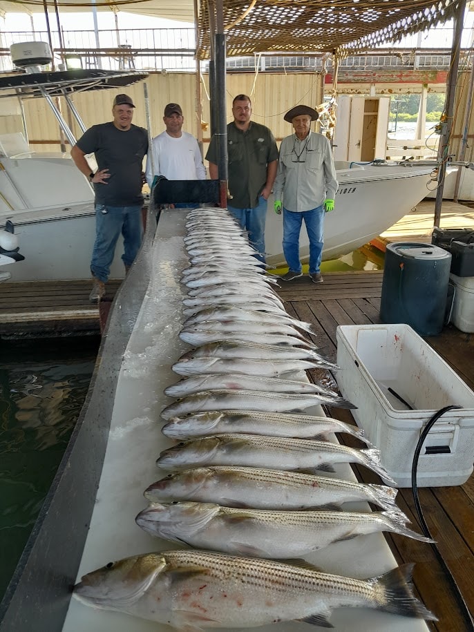 Four anglers with a long row of stripers