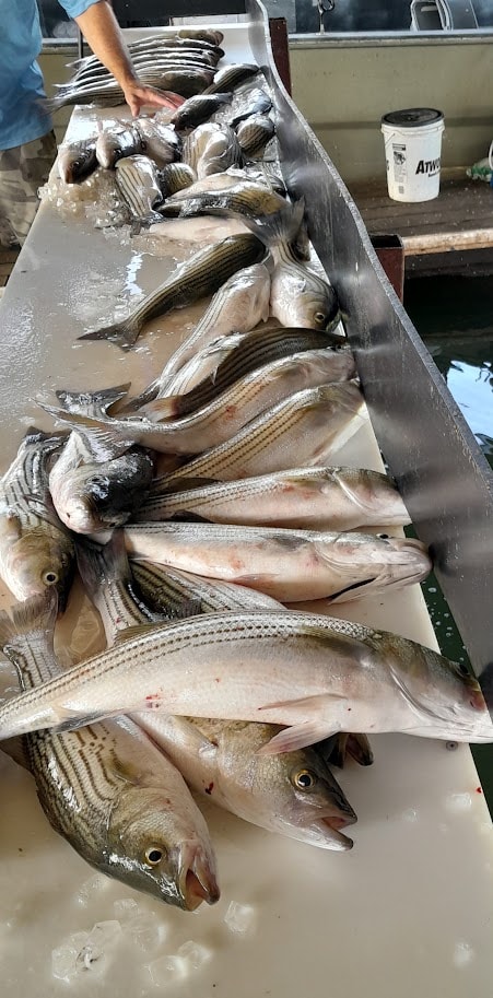 Pile of fresh-caught striped bass on the cleaning table