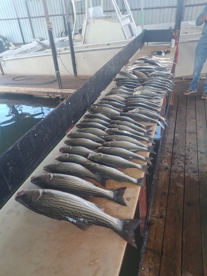 Massive haul of stripers laid out on the cleaning table at the marina