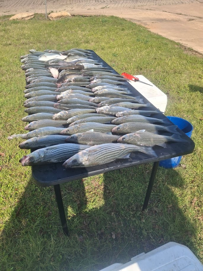 Full table of stripers laid out on the grass