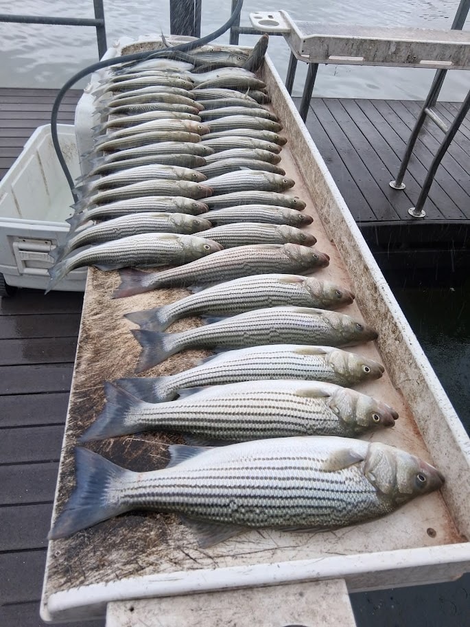 Full cleaning trough packed with striped bass