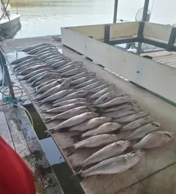 Massive haul of stripers laid out on the cleaning table