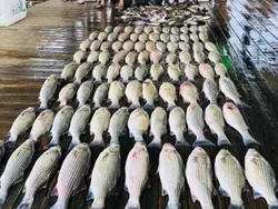 Huge spread of striped bass lined up on the dock