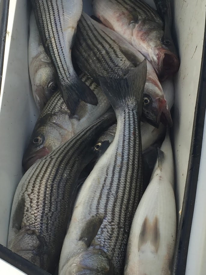 Live well full of fresh-caught striped bass