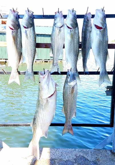 Eight stripers hanging at the dock after a great day on the water