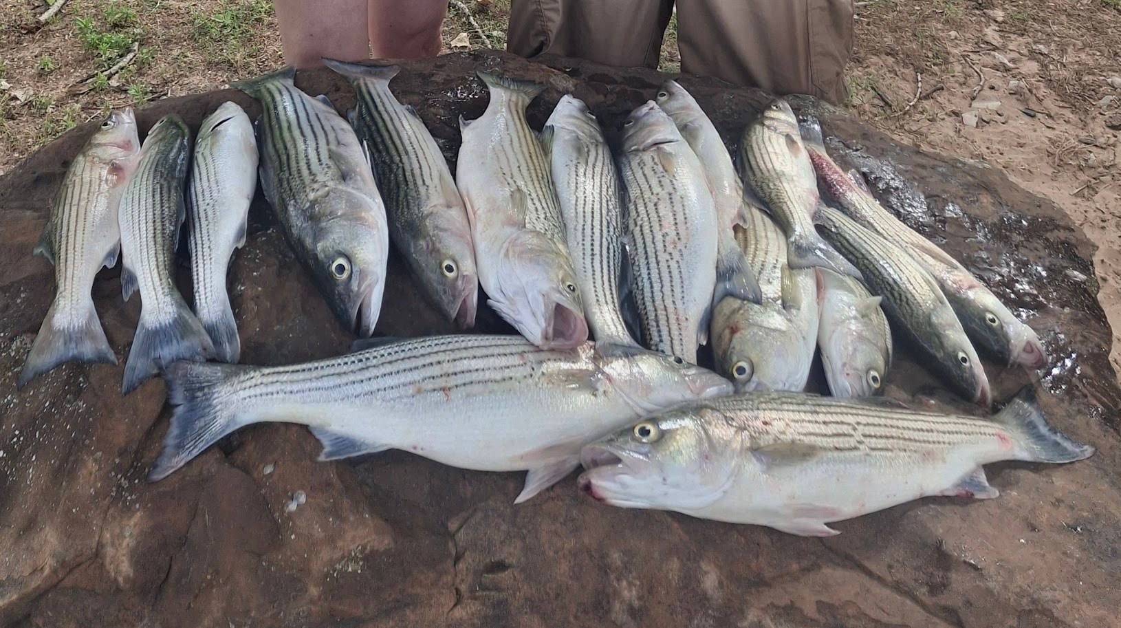 Group fishing from the boat